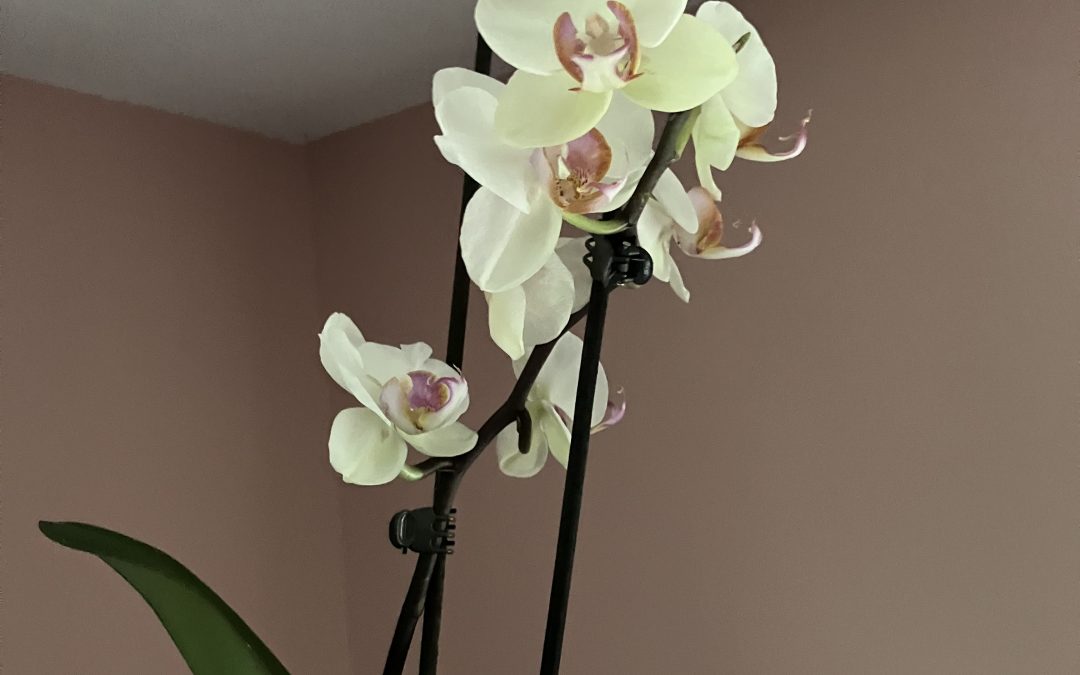Orchid Lessons
