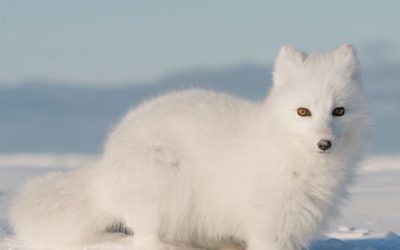 Arctic Foxes – Let them be Free