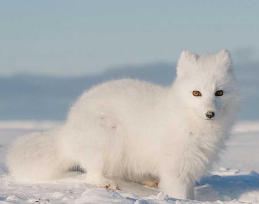 Arctic Foxes – Let them be Free